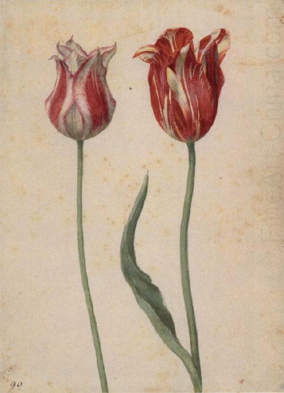 Two Tulips, Georg Flegel